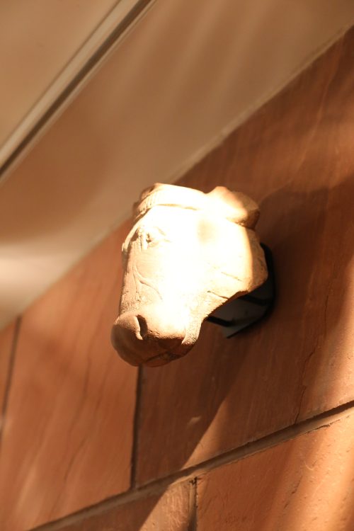 Tête de taureau